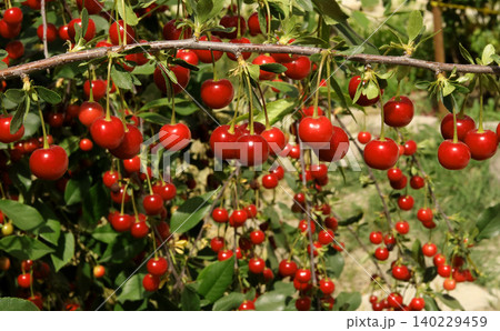 cherry on a branch cherry on a branch 140229459