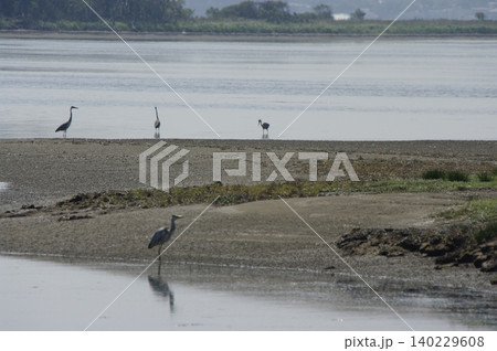夏の北海道道野付半島は広い砂州に水鳥がいて、入り口にはハマナスが咲き奥には荒涼とした原野があります。 140229608