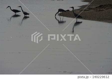 夏の北海道道野付半島は広い砂州に水鳥がいて、入り口にはハマナスが咲き奥には荒涼とした原野があります。 夏の北海道道野付半島は広い砂州に水鳥がいて、入り口にはハマナスが咲き奥には荒涼とした原野があります。 140229612