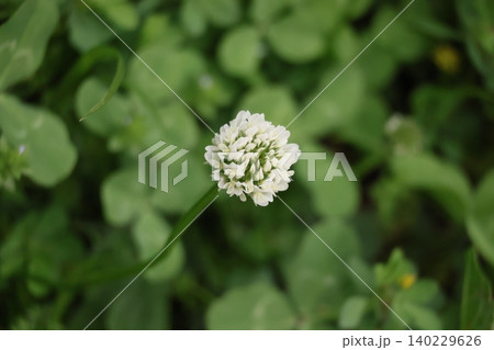 白い花びらのシロツメグサの花のアップの風景 白い花びらのシロツメグサの花のアップの風景 140229626