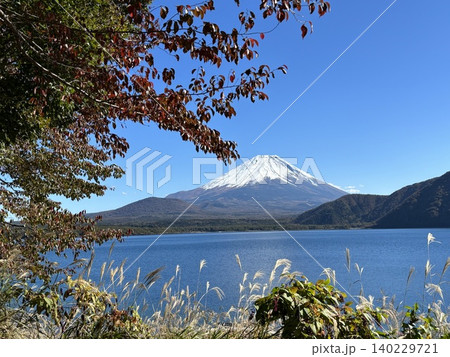 紅葉の始まった山中湖畔から望む、冠雪の西湖 紅葉の始まった山中湖畔から望む、冠雪の西湖 140229721