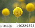クラスペディア 140229853