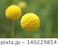 クラスペディア 140229854