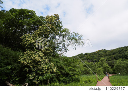 小網代湾の初夏 小網代湾の初夏 140229867