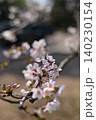 桜の花とつぼみ 140230154
