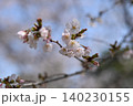 春の訪れを告げる桜 140230155