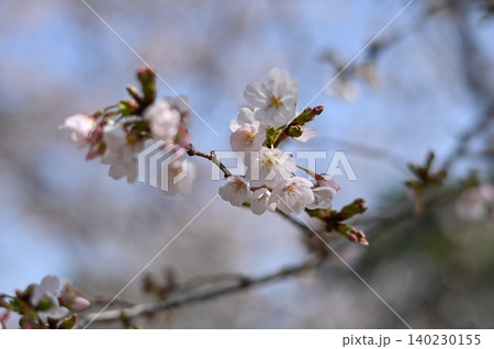 春の訪れを告げる桜 140230155