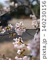 桜咲く 140230156
