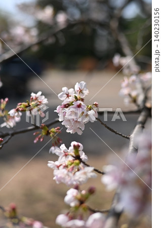桜咲く 桜咲く 140230156