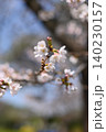 春の日差しを浴びる桜 140230157