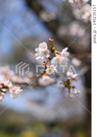 春の日差しを浴びる桜 春の日差しを浴びる桜 140230157