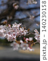 桜の花とつぼみ 140230158