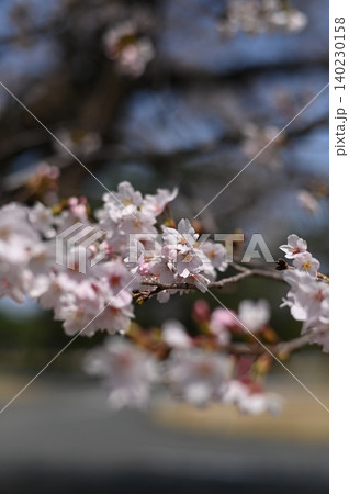 桜の花とつぼみ 140230158