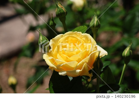 黄色い花びらのミケランジェロという薔薇の花のアップの風景 黄色い花びらのミケランジェロという薔薇の花のアップの風景 140230196