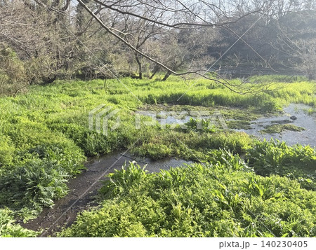 静岡県清水町にある柿田川湧水群の美しい湧き間と新緑の風景 140230405