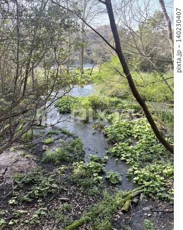 静岡県清水町にある柿田川湧水群の美しい湧き間と新緑の風景 140230407