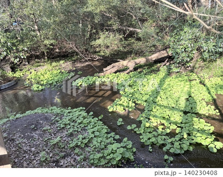 静岡県清水町にある柿田川湧水群の美しい湧き間と新緑の風景 静岡県清水町にある柿田川湧水群の美しい湧き間と新緑の風景 140230408