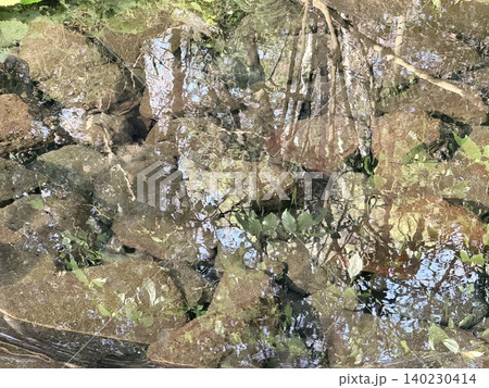 静岡県清水町にある柿田川湧水群の美しい湧き間と新緑の風景 静岡県清水町にある柿田川湧水群の美しい湧き間と新緑の風景 140230414