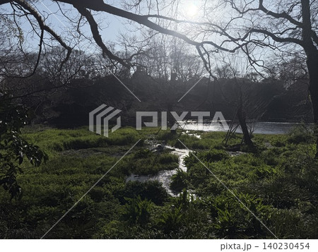 静岡県清水町にある柿田川湧水群の美しい湧き間と新緑の風景 静岡県清水町にある柿田川湧水群の美しい湧き間と新緑の風景 140230454