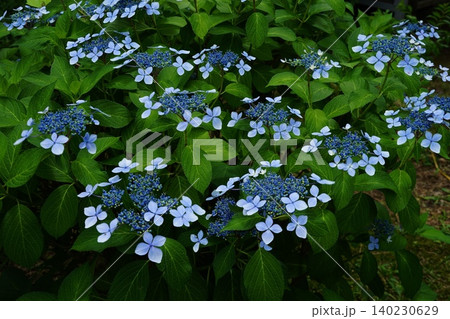 青いガクアジサイの花 6月稲城672ガクアジサイ・アジサイ科・平尾 青いガクアジサイの花 6月稲城672ガクアジサイ・アジサイ科・平尾 140230629
