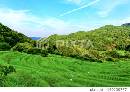 【千葉】初夏の鴨川 青々とした大山千枚田 【千葉】初夏の鴨川 青々とした大山千枚田 140230777