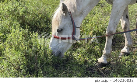 モンゴル・ウランバートル郊外の大草原で乗馬ツアーを楽しむ モンゴル・ウランバートル郊外の大草原で乗馬ツアーを楽しむ 140230838