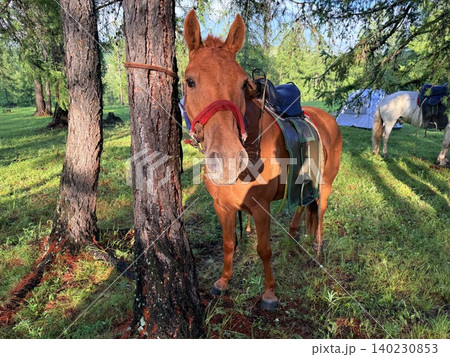 モンゴル・ウランバートル郊外の大草原で乗馬ツアーを楽しむ モンゴル・ウランバートル郊外の大草原で乗馬ツアーを楽しむ 140230853