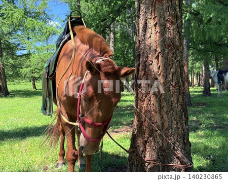 モンゴル・ウランバートル郊外の大草原で乗馬ツアーを楽しむ モンゴル・ウランバートル郊外の大草原で乗馬ツアーを楽しむ 140230865