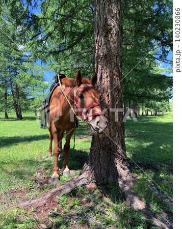 モンゴル・ウランバートル郊外の大草原で乗馬ツアーを楽しむ モンゴル・ウランバートル郊外の大草原で乗馬ツアーを楽しむ 140230866