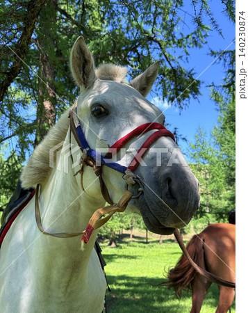 モンゴル・ウランバートル郊外の大草原で乗馬ツアーを楽しむ モンゴル・ウランバートル郊外の大草原で乗馬ツアーを楽しむ 140230874