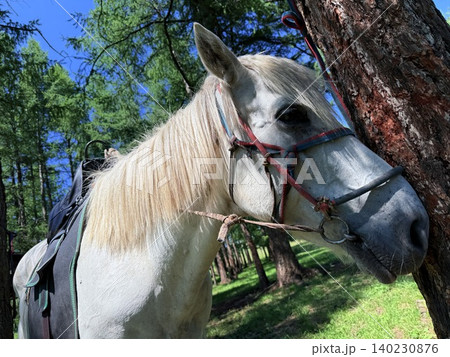 モンゴル・ウランバートル郊外の大草原で乗馬ツアーを楽しむ モンゴル・ウランバートル郊外の大草原で乗馬ツアーを楽しむ 140230876