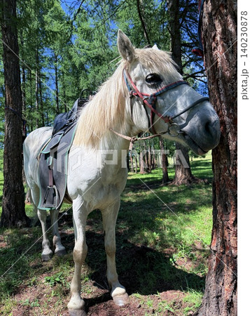 モンゴル・ウランバートル郊外の大草原で乗馬ツアーを楽しむ モンゴル・ウランバートル郊外の大草原で乗馬ツアーを楽しむ 140230878