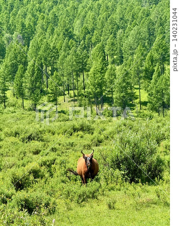 ウランバートル郊外に広がるモンゴルの広大な草原と大自然の風景 ウランバートル郊外に広がるモンゴルの広大な草原と大自然の風景 140231044