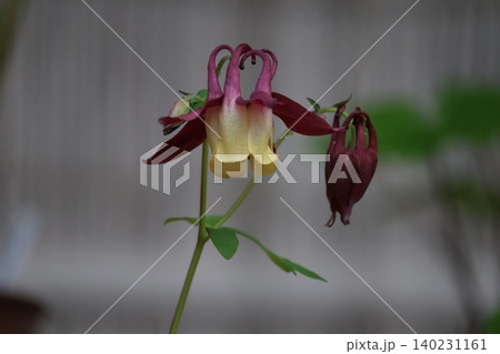 赤紫色の花びらのヤマオダマキの花のアップの風景 赤紫色の花びらのヤマオダマキの花のアップの風景 140231161