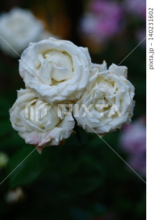 別所沼公園に咲く美しい薔薇 別所沼公園に咲く美しい薔薇 140231602
