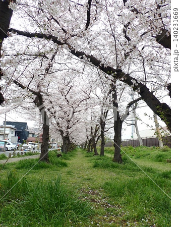 桜並木 小島新田 桜並木 小島新田 140231669