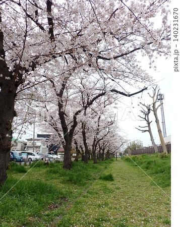 桜並木 小島新田 桜並木 小島新田 140231670