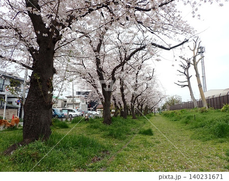 桜並木　小島新田 140231671