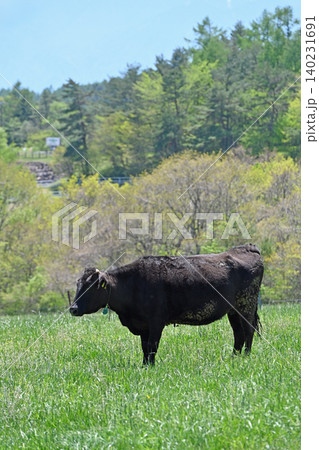 新緑に佇む黒牛 まきば公園の広大な草地で横顔を見せる放牧牛 新緑に佇む黒牛 まきば公園の広大な草地で横顔を見せる放牧牛 140231691