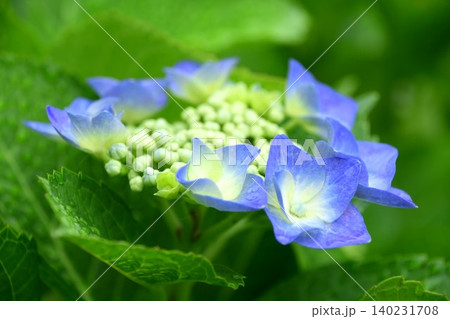 咲きかけの紫陽花の花 咲きかけの紫陽花の花 140231708