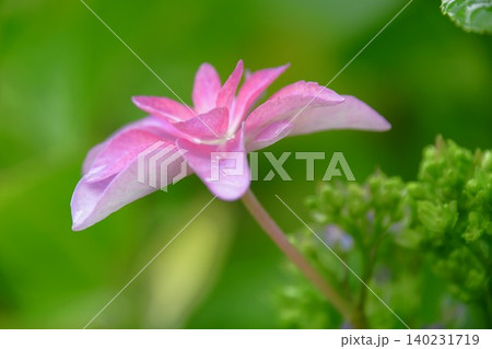 咲きかけの紫陽花の花 咲きかけの紫陽花の花 140231719