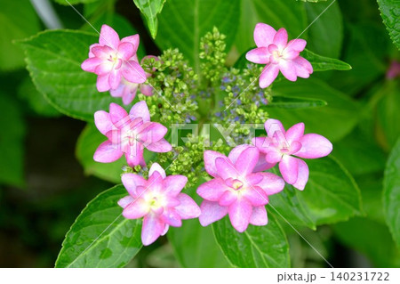 咲きかけの紫陽花の花 咲きかけの紫陽花の花 140231722