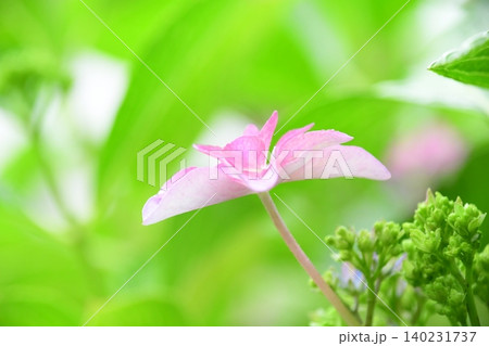 咲きかけの紫陽花の花 咲きかけの紫陽花の花 140231737