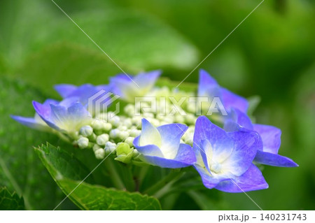 咲きかけの紫陽花の花 咲きかけの紫陽花の花 140231743