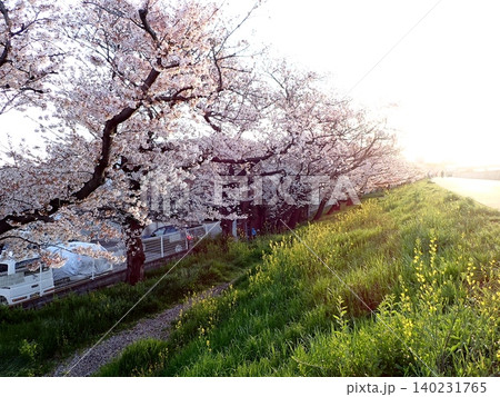 桜と菜の花　多摩川土手 140231765