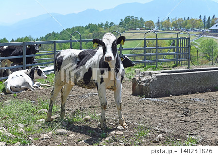 見つめる放牧牛 まきば公園ののどかな飼育場でこちらを向く牛 見つめる放牧牛 まきば公園ののどかな飼育場でこちらを向く牛 140231826