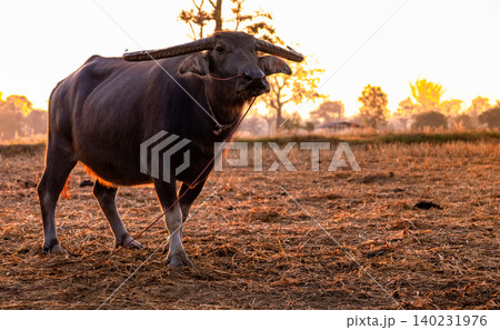 Swamp buffalo at a harvested rice field in Thailand. Buffalo stand at rice farm in the morning with sunlight. Domestic water buffalo in Southeast Asia. Domestic animal in countryside. Unhappy buffalo. 140231976