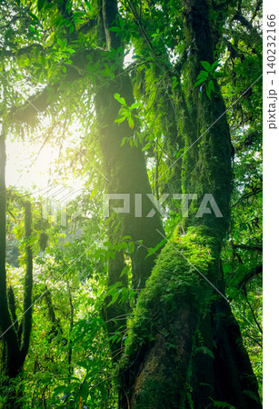Looking up view of tree trunk to green leaves of tree in forest with sun light. Fresh environment in green woods. Forest tree on sunny day. Natural carbon capture. Sustainable conservation and ecology Looking up view of tree trunk to green leaves of tree in forest with sun light. Fresh environment in green woods. Forest tree on sunny day. Natural carbon capture. Sustainable conservation and ecology 140232166