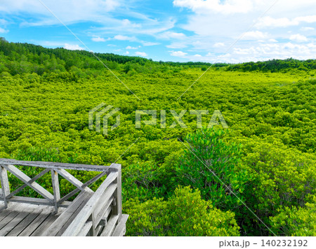 Aerial view green mangrove forest. Carbon storage, climate change mitigation, and conservation of vital marine habitats. Essential for coastal protection, restoration efforts, and blue carbon programs 140232192