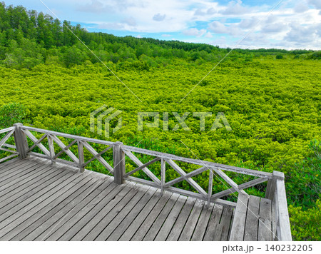 Lush green mangrove forest with wooden bridges for nature trails, promoting ecotourism and showcasing carbon capture benefits. Vital for mitigating climate change and protecting coastal ecosystems. Lush green mangrove forest with wooden bridges for nature trails, promoting ecotourism and showcasing carbon capture benefits. Vital for mitigating climate change and protecting coastal ecosystems. 140232205
